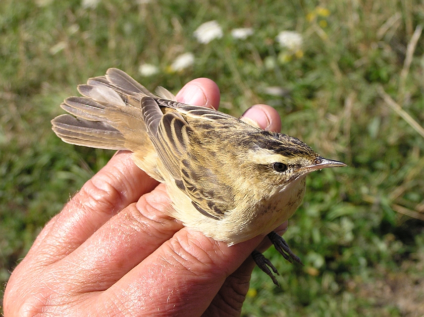 Sedge Warbler, Sundre 20080731